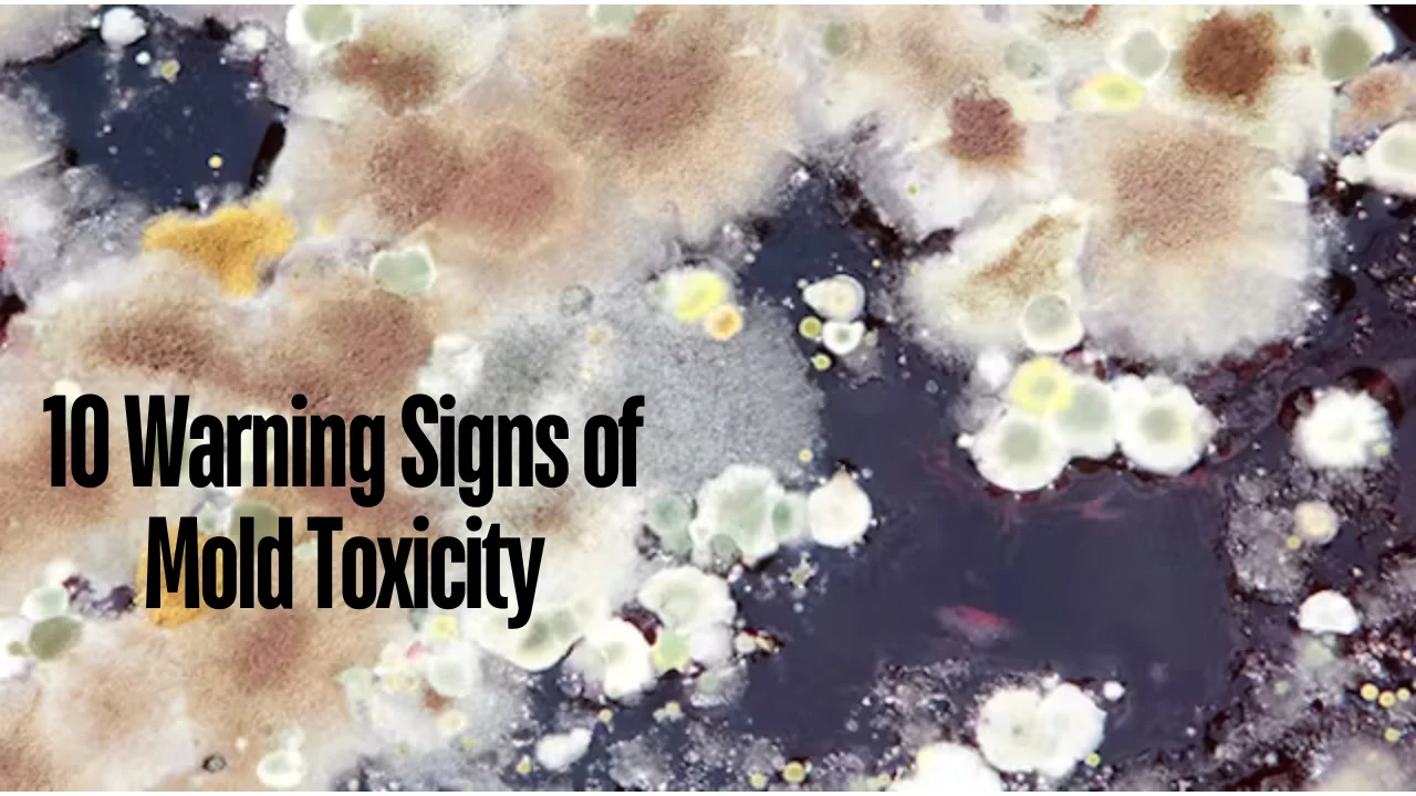 10 Warning Signs of Mold Toxicity